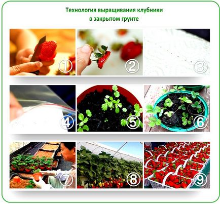 Cultivarea căpșunilor într-o prezentare generală a celor mai bune tehnologii și metode