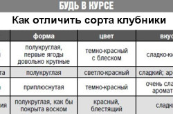 Вирощування полуниці в теплиці підготовка і догляд