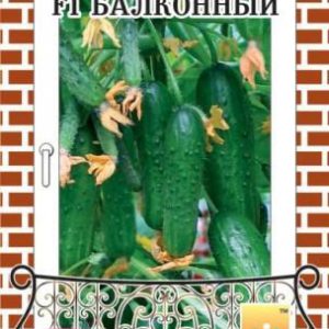 Вирощування огірків на підвіконні, дачне царство