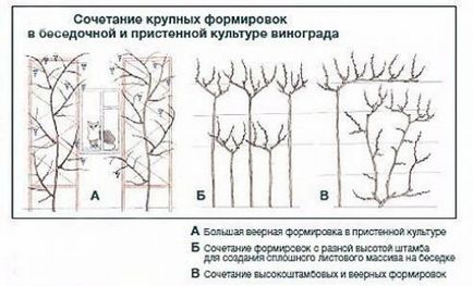 Cultivarea strugurilor pe un arbore