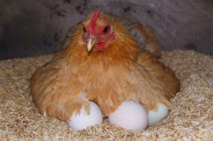 Keltetőtojás otthon egy csirke-tyúk