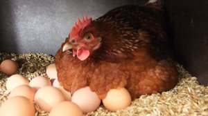 Висиджування яєць в домашніх умовах за допомогою курки-квочки