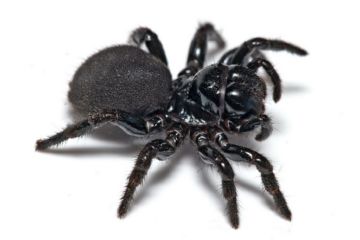 Funcționarea păianjenului Descrierea, reproducerea, beneficiile și rănirea, Bites