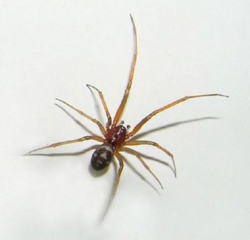 Funcționarea păianjenului Descrierea, reproducerea, beneficiile și rănirea, Bites