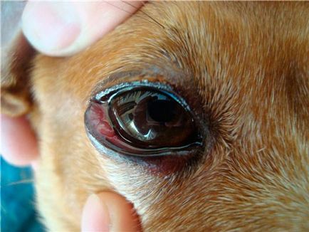 Inflamația pleoapelor la animale (blefarită), câini și pisici