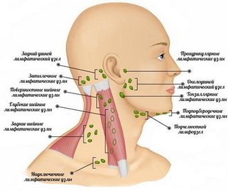 Запалився лімфовузол під вухом - gtsf