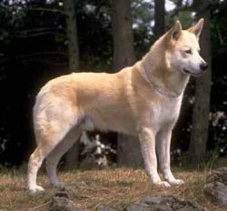 Canaan Dog, Israel