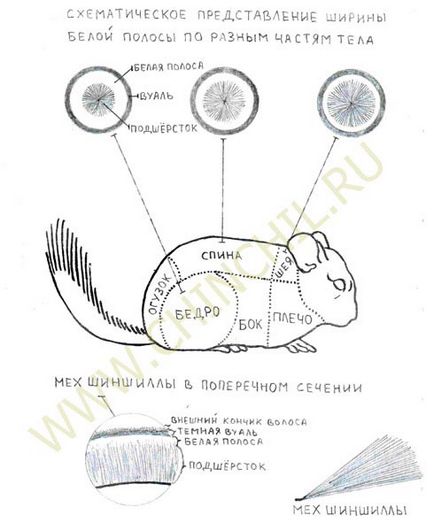 Характеристика хутра шиншили