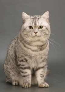 Natura pisicii - britanic, siamez, scotian, bengal, caracterul pisicilor din rasa si culoarea