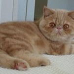 Характер кішки - британської, сіамської, шотландської, бенгальської, характер кішок від породи і забарвлення