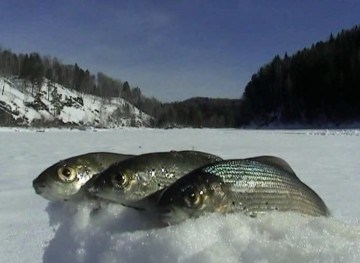 Харіус ловля взимку готуємо снасті, техніка виведення