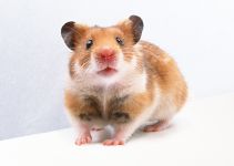 Hamsteri, reproducerea de hamsteri, hamsteri, selecția de perechi, determinarea sexului de hamster, producătorii,