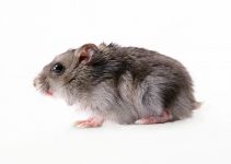 Hamsteri, reproducerea de hamsteri, hamsteri, selecția de perechi, determinarea sexului de hamster, producătorii,