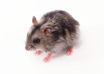 Hamsteri, reproducerea de hamsteri, hamsteri, selecția de perechi, determinarea sexului de hamster, producătorii,