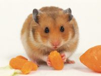 Hamsteri, reproducerea de hamsteri, hamsteri, selecția de perechi, determinarea sexului de hamster, producătorii,