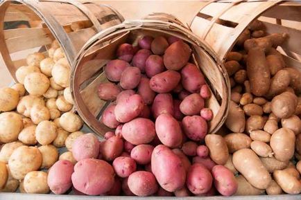 Зберігання картоплі в домашніх умовах