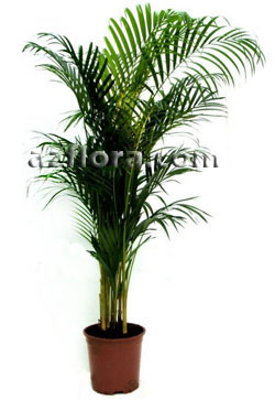Chrysalidocarpus - îngrijire pentru un palmier la domiciliu, reproducere, probleme