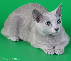 Ясно сонечко - розплідник російських блакитних кішок