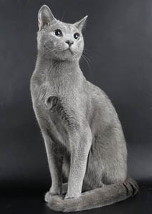Ясно сонечко - розплідник російських блакитних кішок
