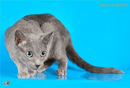 Evident, soarele - catelusul pisicilor albastre din Rusia