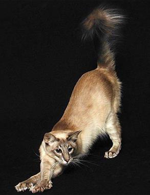 Яванез, яванская кішка, мандарин, орієнтальна довгошерста - опис породи, характер, хвороби