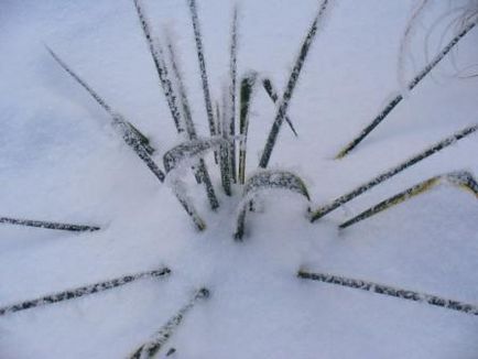 Юка квітка, як доглядати в домашніх умовах