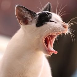 Захворювання органів руху у кішок, причини, лікування - все про котів і кішок з любов'ю
