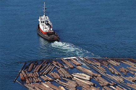 Achiziționarea și exportul de lemn rotund în Rusia - știri marine din Rusia