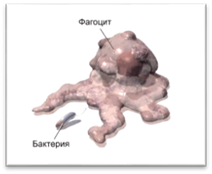 Originea imunologiei este o caracteristică a principiilor imunologiei