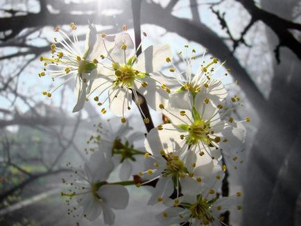 Захист плодових дерев від весняних заморозків ефективні способи, поради, фото