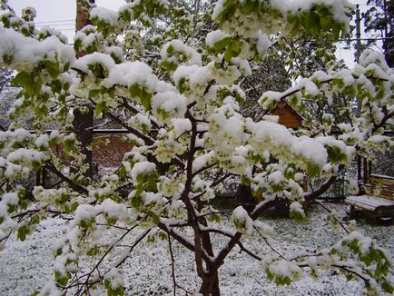 Protecția pomilor fructiferi de la înghețurile de primăvară, moduri eficiente, sfaturi, fotografii