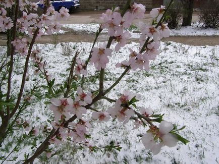 Protecția pomilor fructiferi de la înghețurile de primăvară, moduri eficiente, sfaturi, fotografii