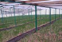 Verzii într-o seră cu efect de seră pentru cultivarea pe tot parcursul anului, plante cum și când să se planteze, legumele lor și