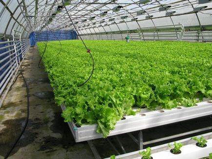 Gyógynövények egy üvegház üvegházak növekvő egész évben, berendezéseit, valamint ha a növény, a gyümölcs- és