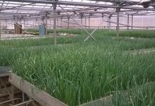 Verdeața într-o seră cu efect de seră pentru cultivarea pe tot parcursul anului, plantarea cum și când să se planteze, legumele și (sera) Verzii într-o seră cu efect de seră pentru cultivarea pe tot parcursul anului, plante cum și când să se planteze, legumele lor și