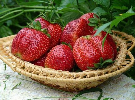 Суниця садова (полуниця) опис кращих урожайних сортів