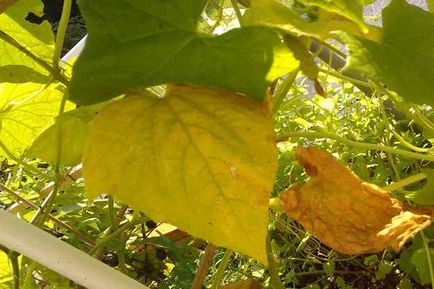 Жовтіють листя у огірків чому, що робити, ніж обробити