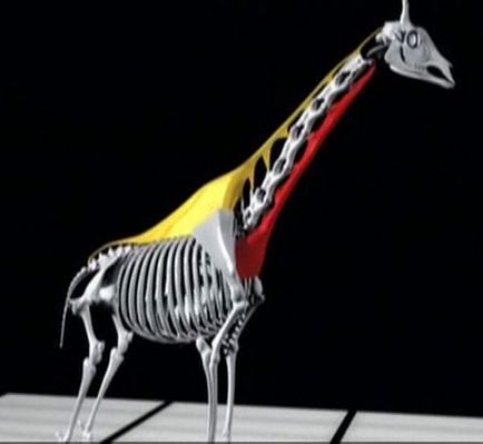 Жираф - дивовижне - винахід - природи
