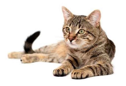 Ciclul de viata al toxoplasmei y - o pisica domestica, insidenta medicala