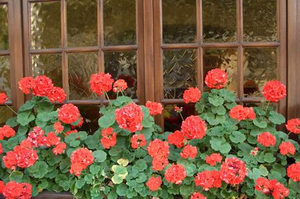 Telelő virágzás Pelargonium növekvő nyílt terepen