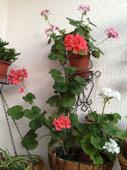 Telelő virágzás Pelargonium növekvő nyílt terepen