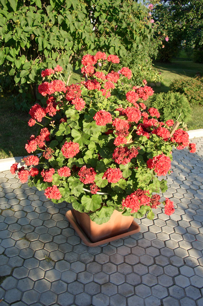 Telelő virágzás Pelargonium növekvő nyílt terepen