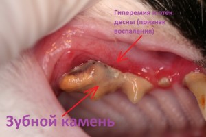 Зубний камінь у кішок, собак і тхорів, швидка ветеринарна допомога