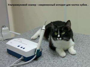 Calculul dentar la pisici, câini și dihori, îngrijire veterinară de urgență
