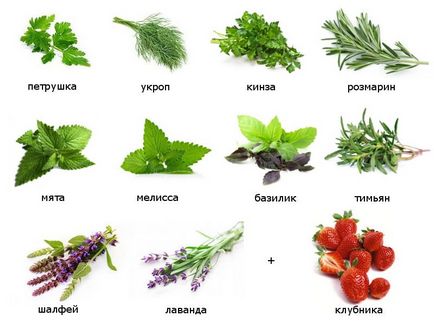 10 plante picante 1 fructe de padure, care trebuie să fie plantate pe balcon sau terasă - portal de interes