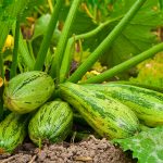 10 plante picante 1 fructe de padure, care trebuie să fie plantate pe balcon sau terasă - portal de interes