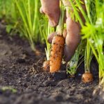 10 plante picante 1 fructe de padure, care trebuie să fie plantate pe balcon sau terasă - portal de interes