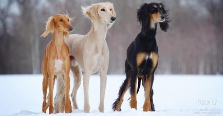 10 legcsendesebb kutyafajták