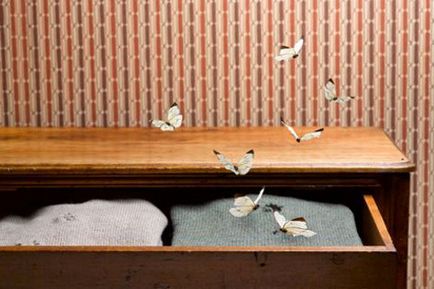 10 moduri de a scăpa de molii într-un apartament