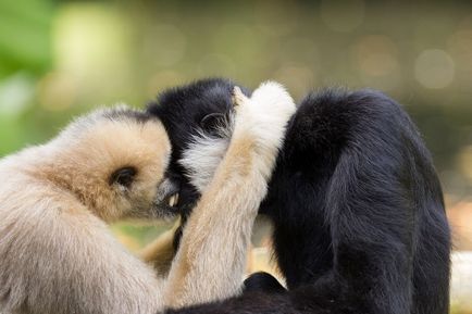 11 Animale care aleg o pereche pentru viata - un digest de mediu